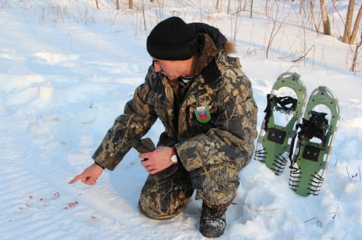    В Приморье найден мертвый амурский тигр, начато расследование