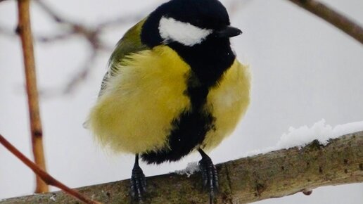 технология 6 класс симоненко. тищенко а. технология. технология автор синица. в.