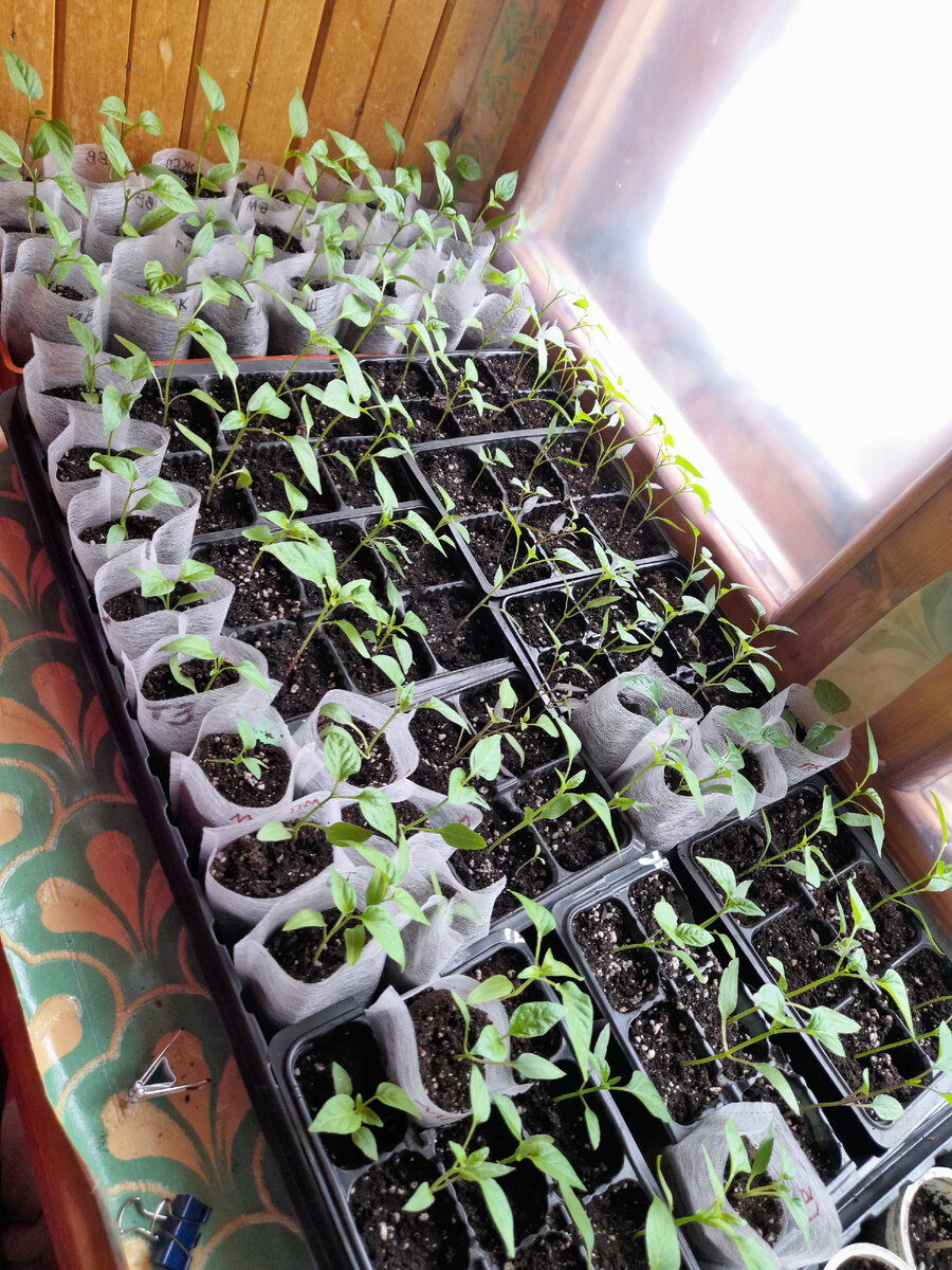 Появившиеся всходы. Проросток перца. Появившиеся всходы. Целозия гребенчатая рассада. Первые всходы граната.