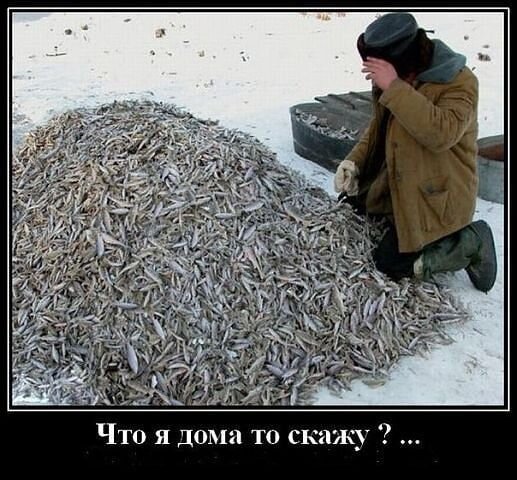 Чебак рыба. Много рыбы. Рыбак с рыбой. "большой улов". Рыбак с уловом.