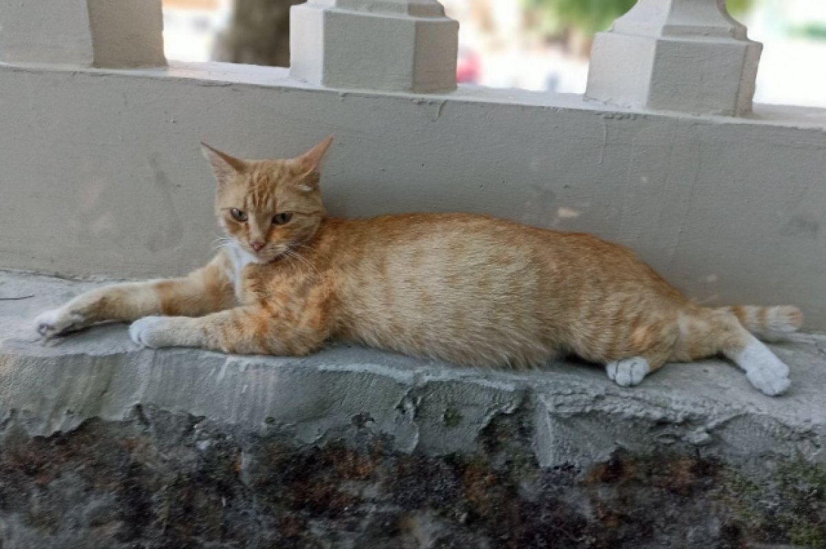 Котенок с таблетками. Введи кошку. Вакцинация кота. Куда колоть укол коту внутримышечно. Введи кошку.