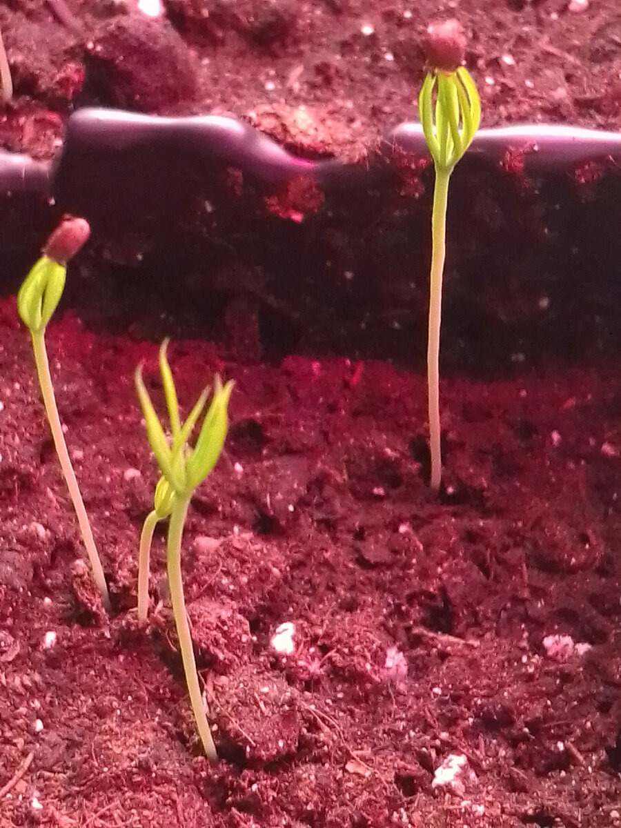 кто не любит тот не познал бога. штирлиц голубые ели. служба и опасна и трудна. фуфлыжник подумал штирлиц. голубые ели карикатура.