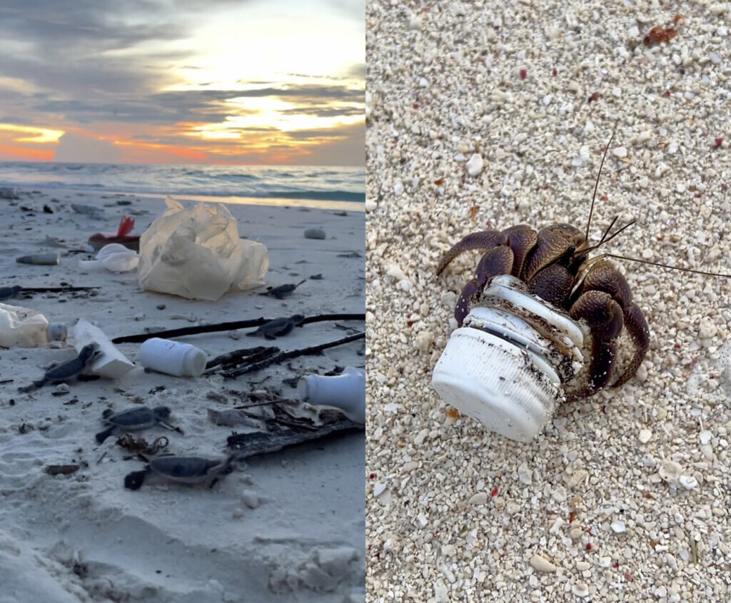 Спасем черепах. Спасем черепах. Спасение черепах волонтерство. Красноухая черепаха в спячке. Люди спасают черепашат.