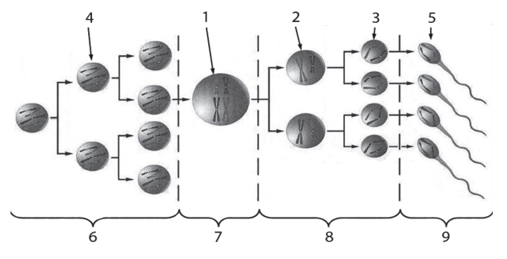 Огэ биология задания. Задание с лошадью огэ биология. Задание 24 огэ биология 2022. Варианта это в биологии. Вопросы по огэ по биологии.