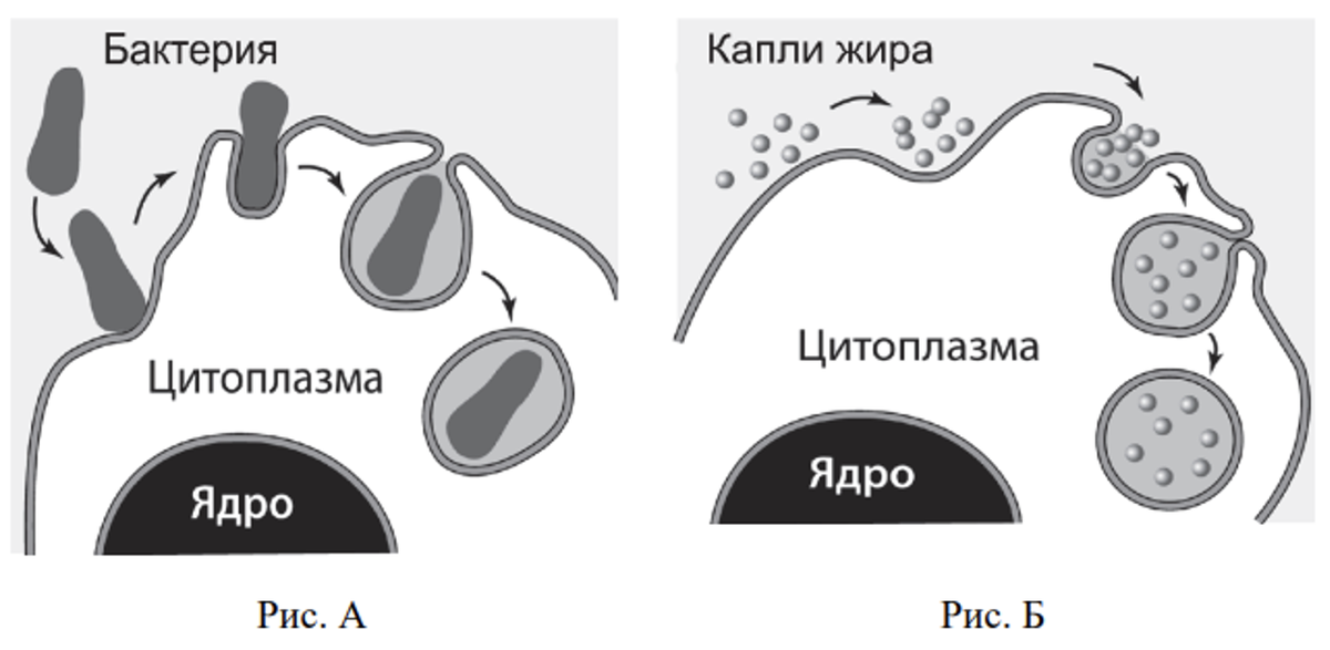 Количество баллов егэ биология 2024