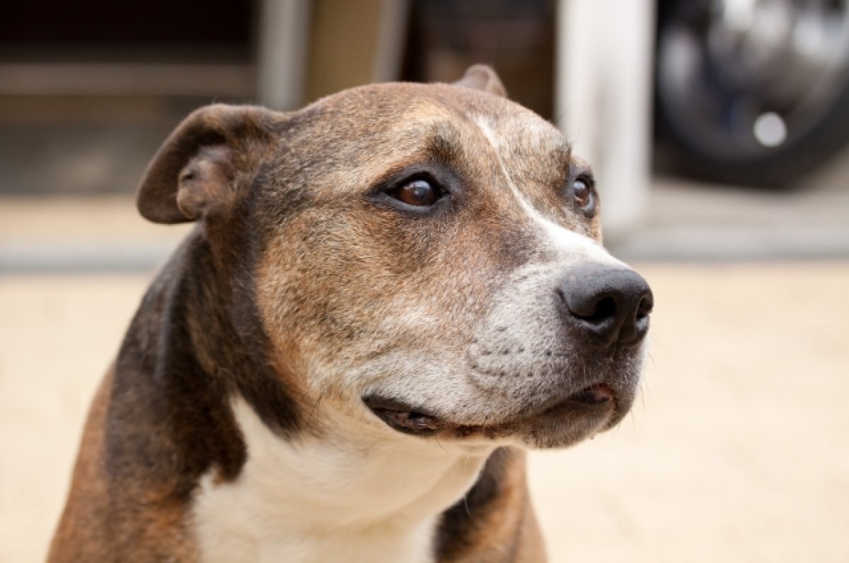    Солодов отчитался об отлове 20 собак в Усть-Камчатске