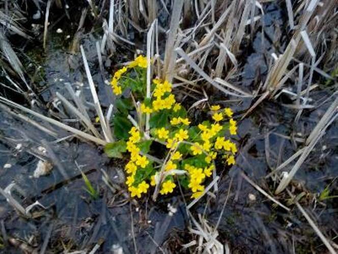 Калужница болотная (Caltha palustris).