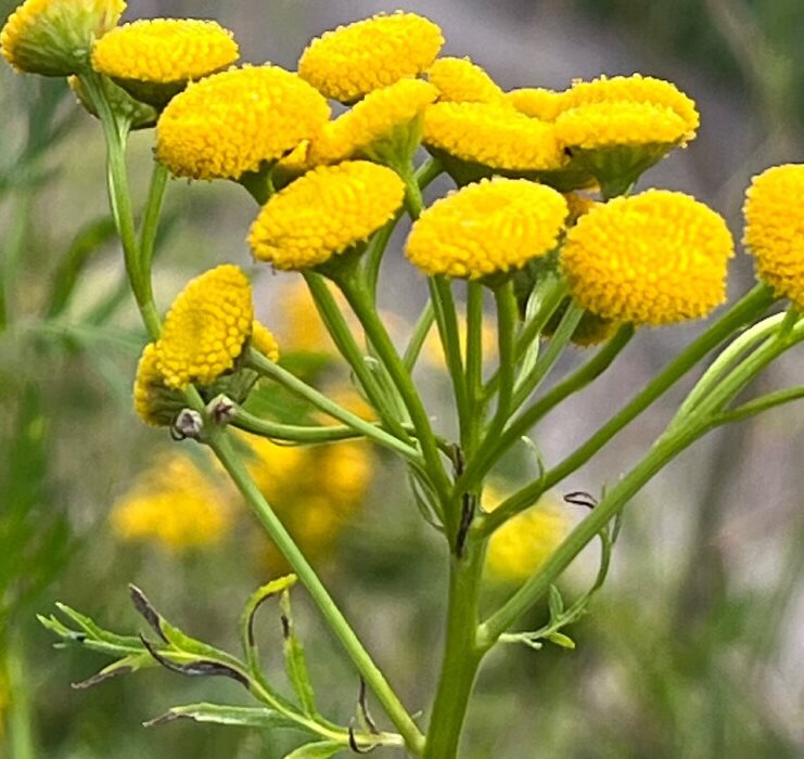 Пижма обыкновенная (Tanacеtum vulgаre).