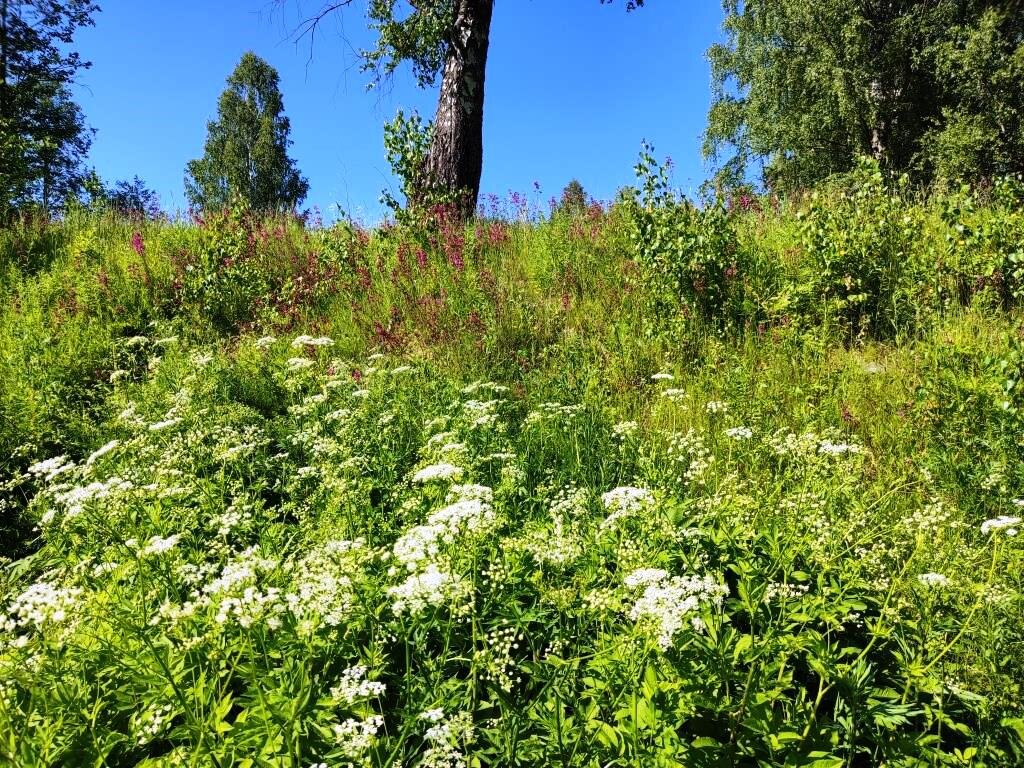Сонька золотая ручка михель блювштейн. Сонька золотая ручка фото. Софья золотая ручка. Почему сонька. Софья ивановна (шейндля-сура лейбовна) блювштейн.