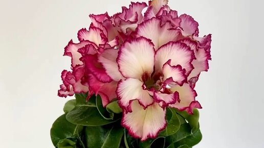 Органолептические показатели качества сахара песка. Экспертиза аппаратов. Для обнаружения едва уловимого запаха. Исследование запаха воды. Доклад на тему что такое запах.