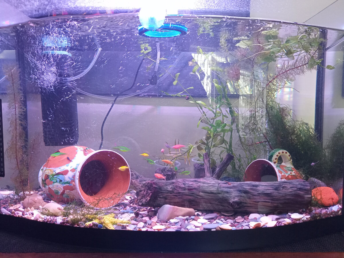 Сейчас мой аквариу выглядит так. Не густо.