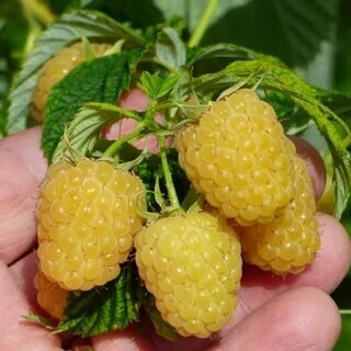 Ранняя желтая