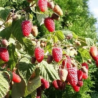 Брянская красавица