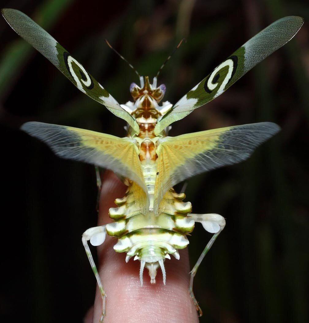 Богомолов летает. Богомол Pseudocreobotra wahlbergii. Spiny Flower Mantis (Pseudocreobotra wahlbergii). Богомол Мантис(бабочка). Бабочка богомол Мантис бабочка.