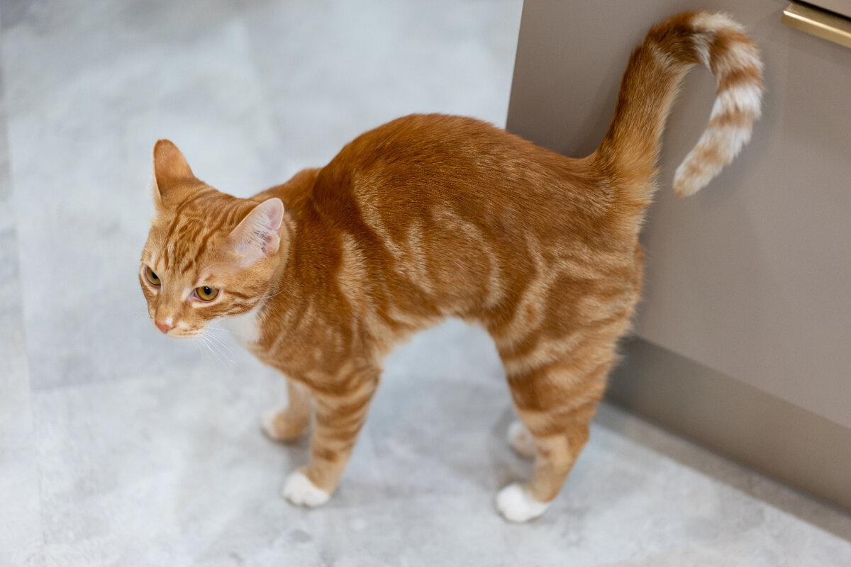 Как справиться с запахом кошки в квартире?
