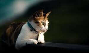 женщина в поезде. проводница которая выкинула кота из поезда фото. поезда для детей. проводница которая выкинула кота из поезда фото. проводница в поезде.