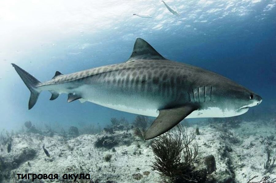 много рыбы урицкого