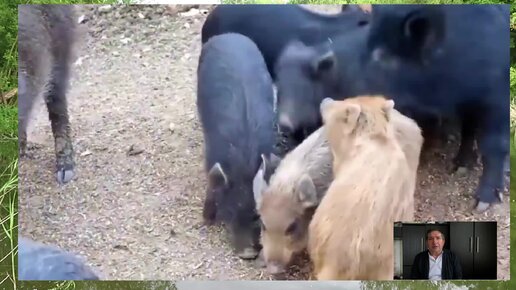 Предок домашней свиньи. Поросенок ест. Дикий кабан. Почему кабан не ест. Почему кабан не ест.