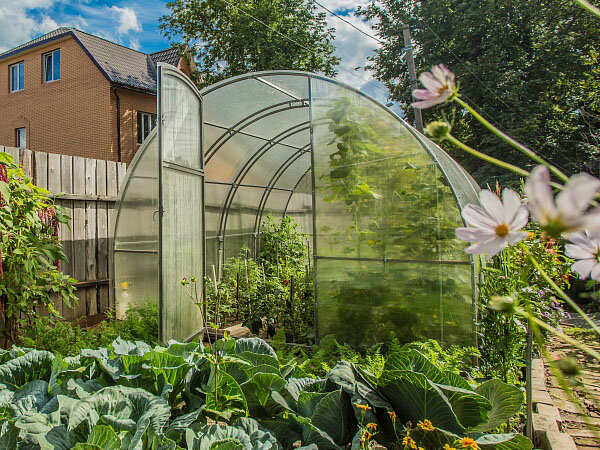 когда покупать теплицу