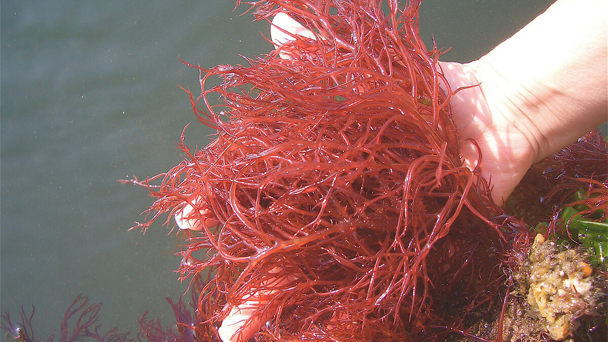 Judy Preston / Connecticut Sea Grant📷Водоросли используются в пищу с древних времен