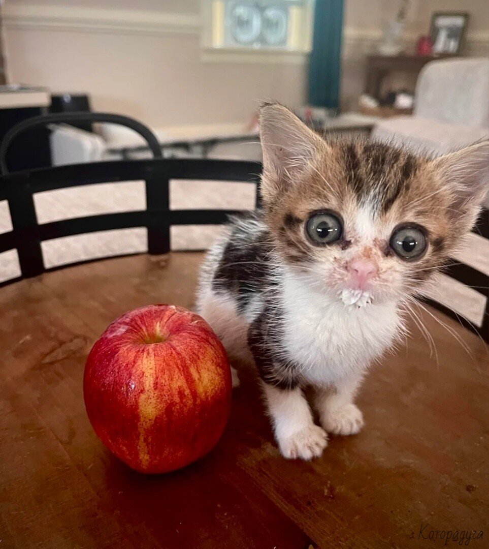 Не ругайся любимый. Ну а как по другому. Ну не надо так. Никак не решу что мне надо. Я тут мемы.