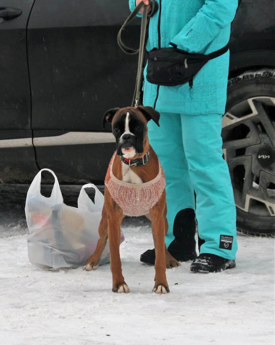 Тесто пес. Собачка из соленого теста. Слепить собаку из теса. Лепка собака. Собака хлебушек.