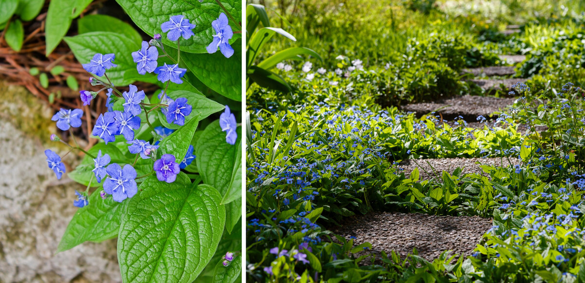 коренные растения