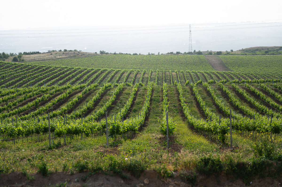 Дербент 2022 курорт. Крепость нарын кала. Кавказ крепость нарын кала. Дербент, лес сосновый у крепости. Скоростной велосипед в дербенте.