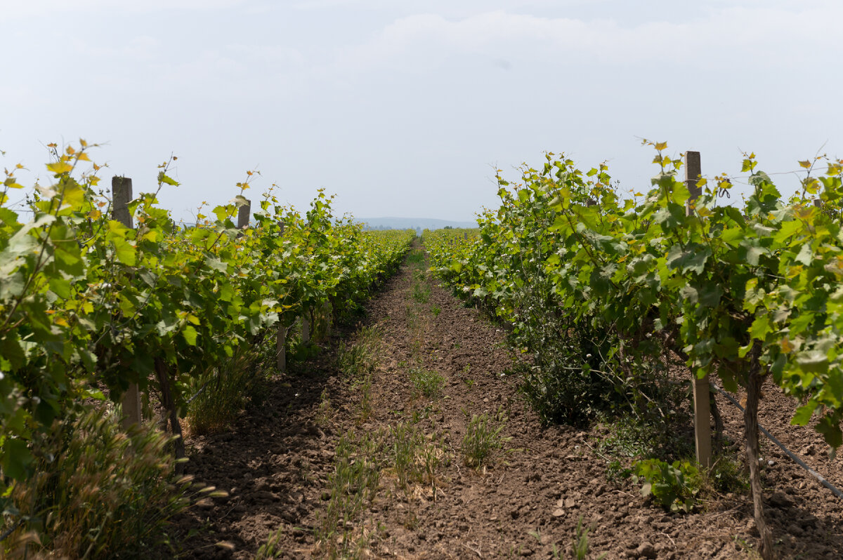 Виноградники абрау дюрсо. Массандра крым виноградники. Бельбек долина виноградники. Гектар винограда. Виноградники массандры.