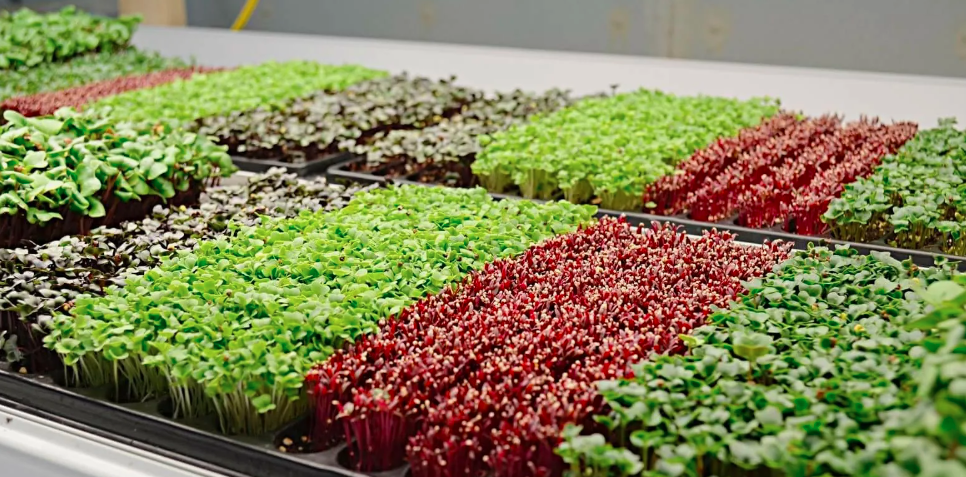 Микрозелень