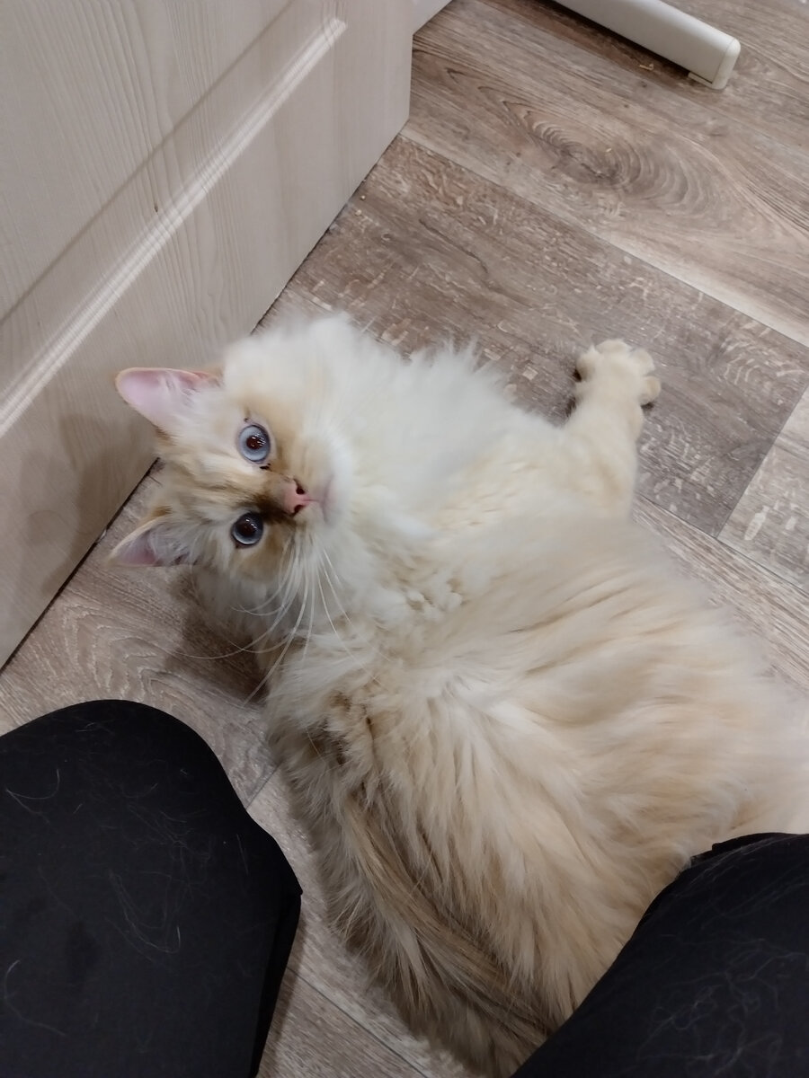 Проснулся и сразу уснул. Проснулся утром. Проснулся и сразу уснул. Бессонница. Проснулся и сразу уснул.