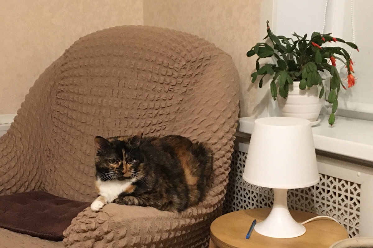 Вася. Мобилофото