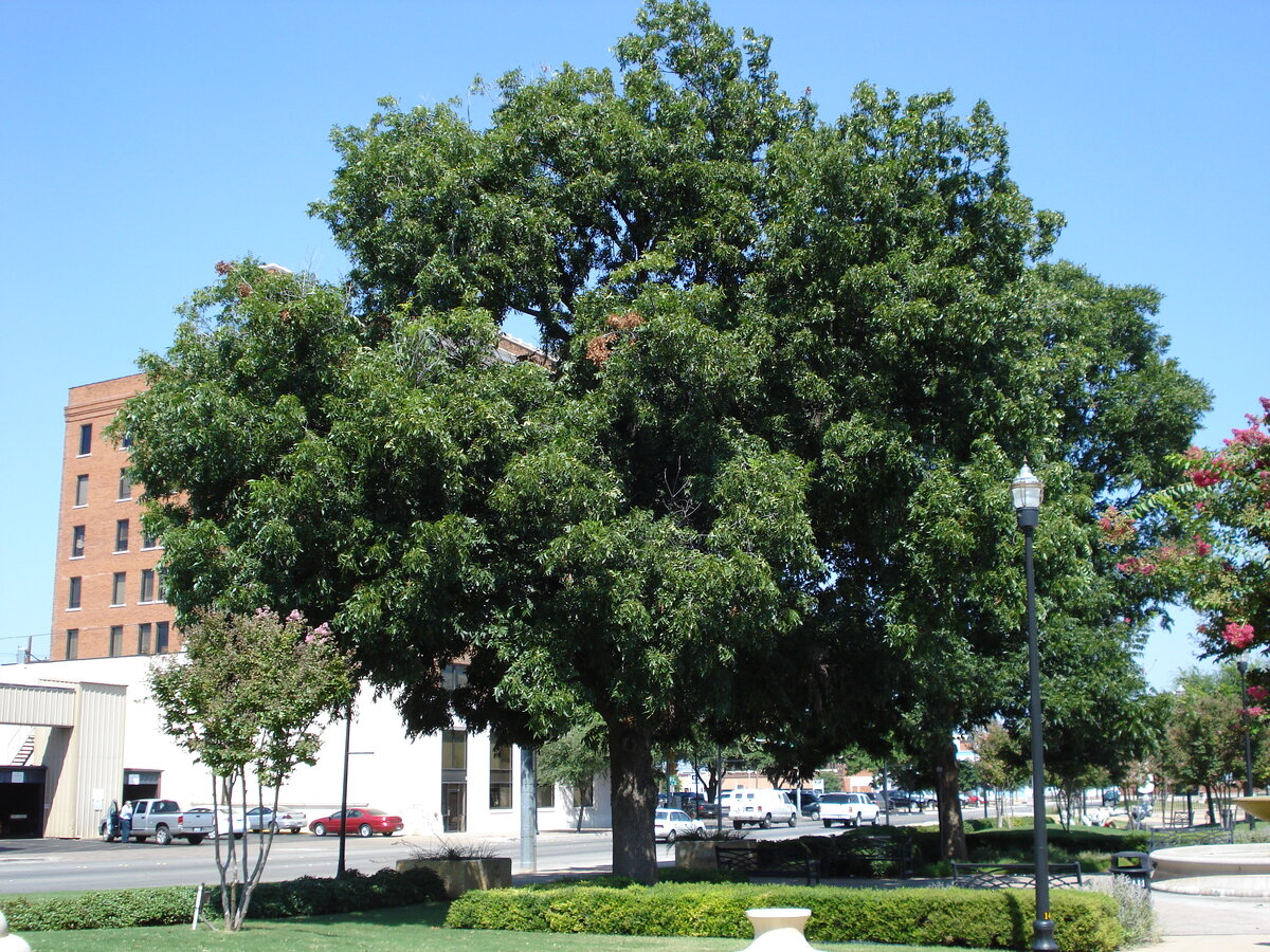 Дерево пекан.