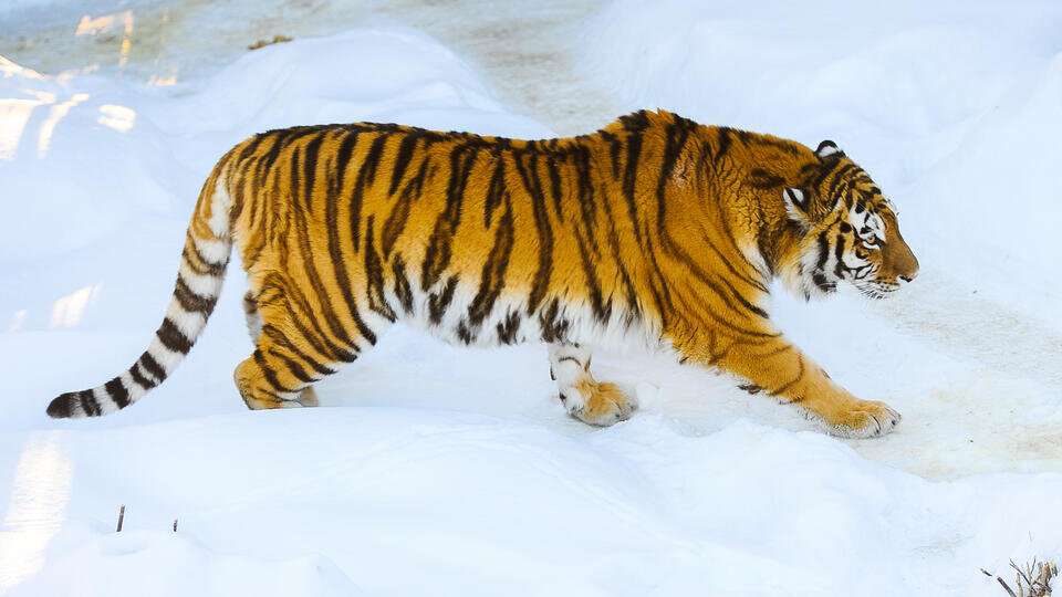 Фото: © ТАСС/URA.RU/Ахметов Вадим