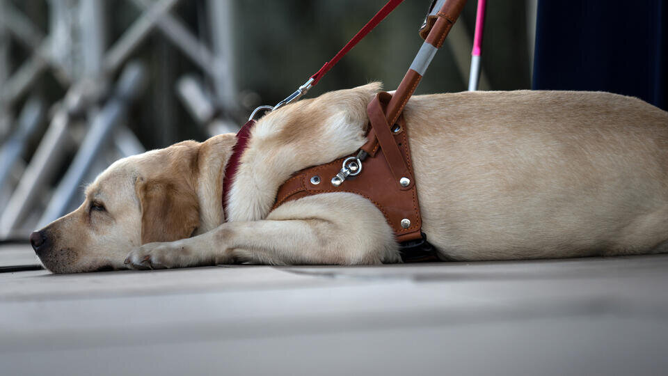 джена стала собакой. кермит джена марблс. джена стала собакой. балто дженна. дженнифер лоуренс с щенками.