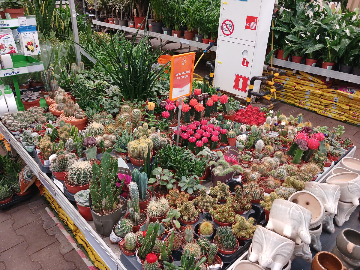 Семечки синие. Семечки с деньгами. Отпуск накрылся медным тазом. Семечки молодежные 500гр. Sunflower фиттинг.