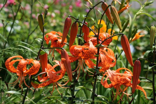 Растения для полутени. Клумба хоста и астильба и лилейник. Цветник в полутени. Бегония садовая. Цветы для полутени.