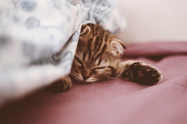  по Без кота и жизнь не та! Фото из свободного источника