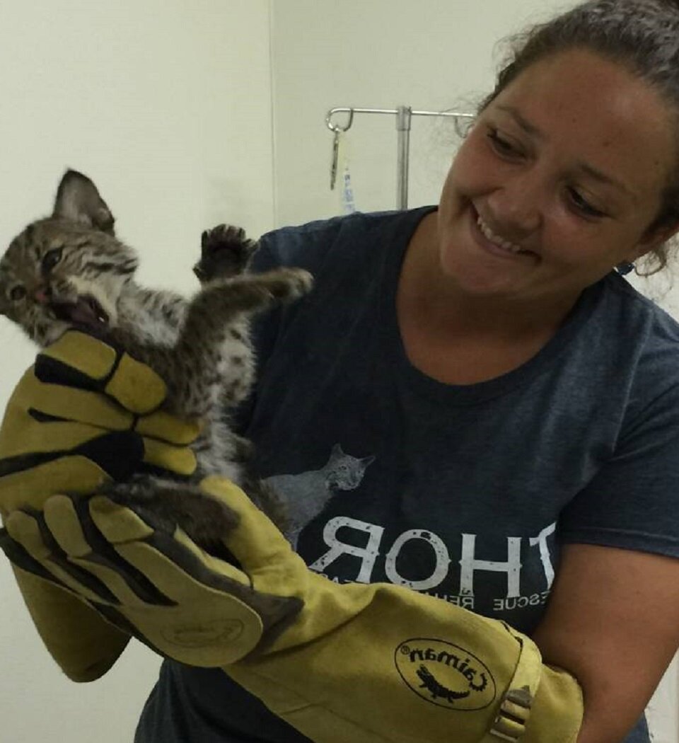 Помогите спасти котят. Из маленького котенка в большого кота. Люди спасают животных. Игра спасите котика. Спасение котенка игра.