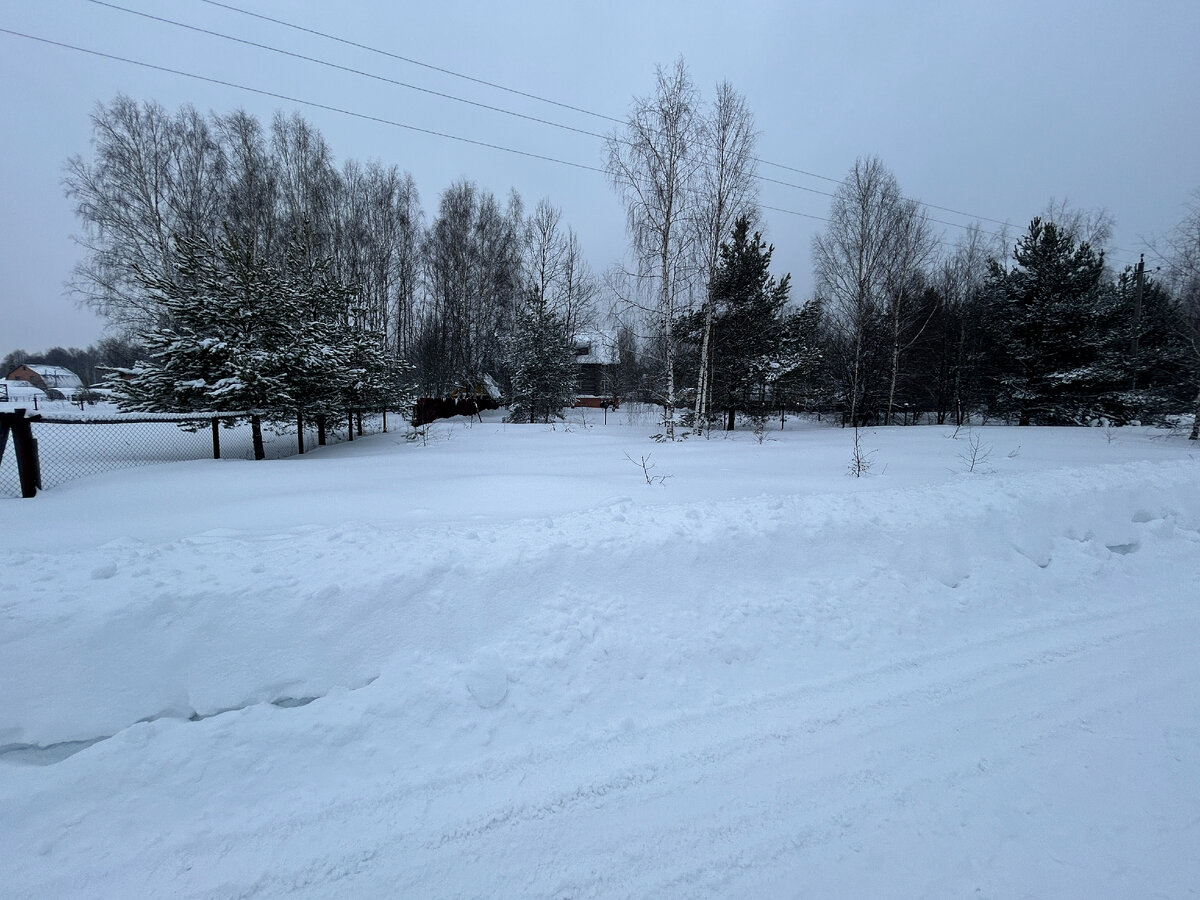 Тип участка. Северное поместье ландшафт. Лесопарковый ландшафт макроландшафт. Минималистичный ландшафт в сосновом бору. Планировка участка с соснами.