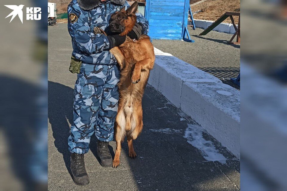Песик в военной форме. Одежда для собак полиция. Собака в каске военной. Полицейский с собакой. Собака в форме.