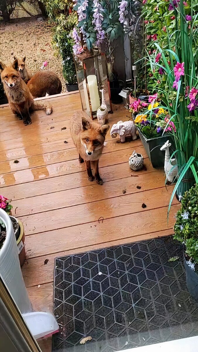 кицунэ девятихвостый волк. волк и волчица. девушка лиса фэнтези. девочка лисичка. схемы алены мещановой.