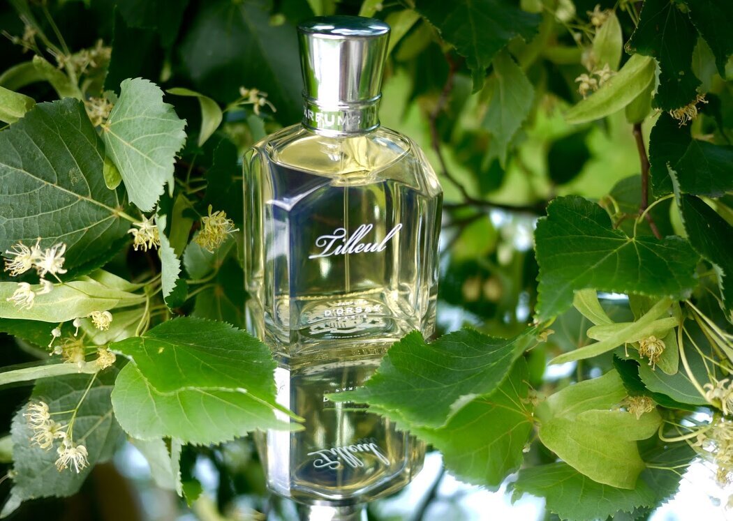 Marcgravia umbellata. мандрагора стеблевая. цветы способностей. церцис канадский cercis canadensis. растения поворачиваются к солнцу.