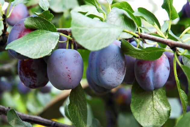 Для чего проводят кольцевание?