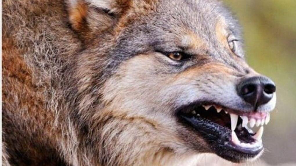     Больных животных обнаружили в Тарском и Колосовском районах.