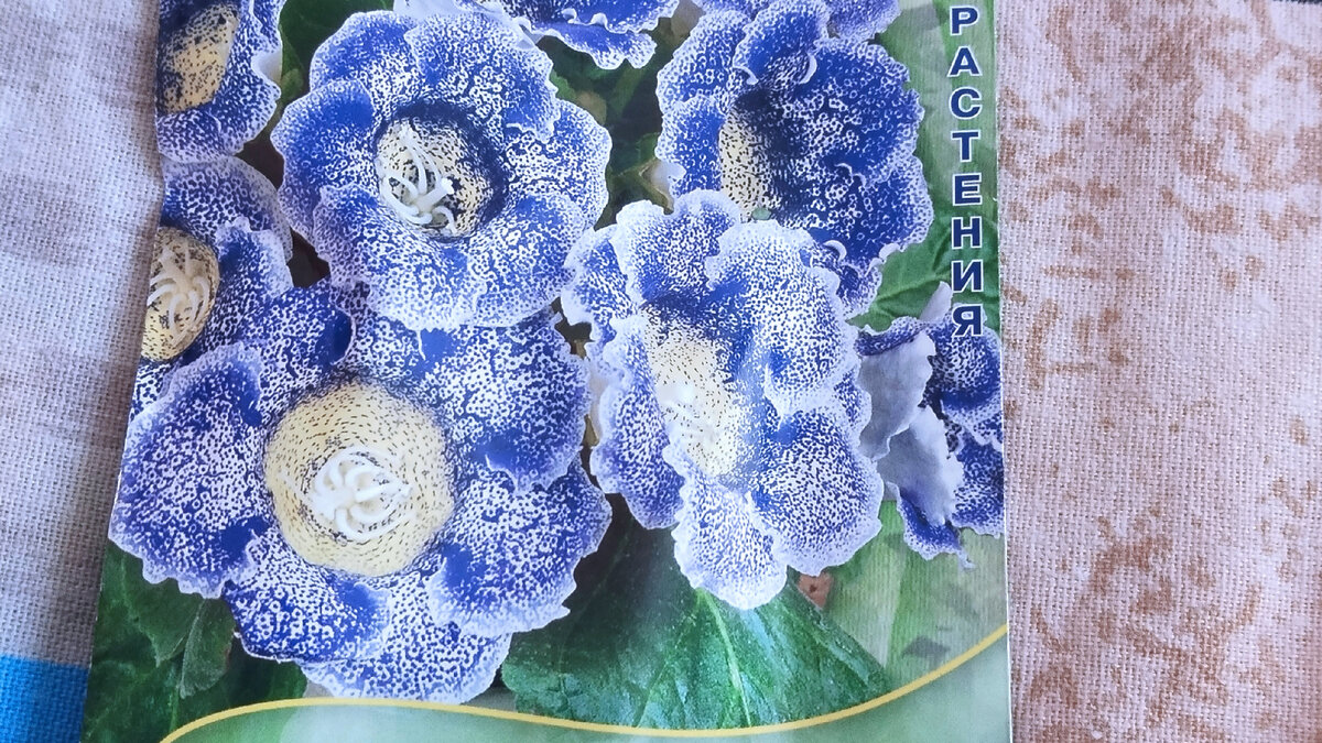 Семена глоксинии. 