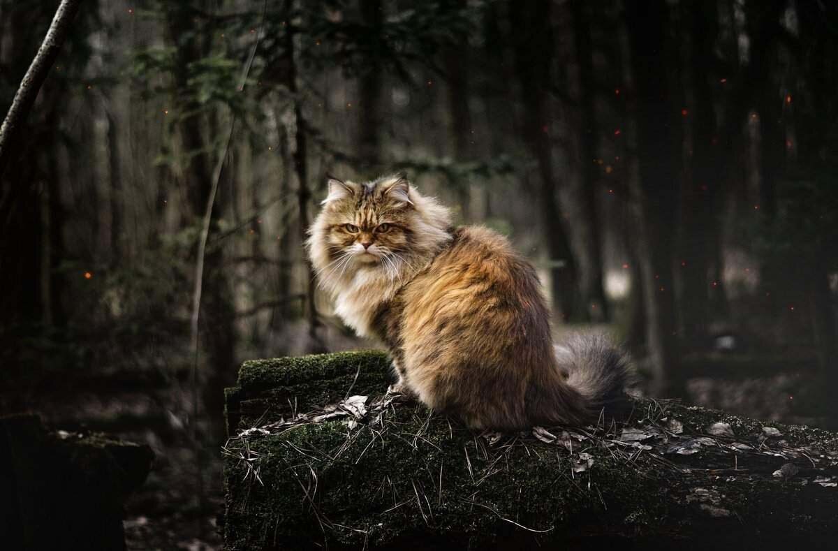 Яндекс картинка