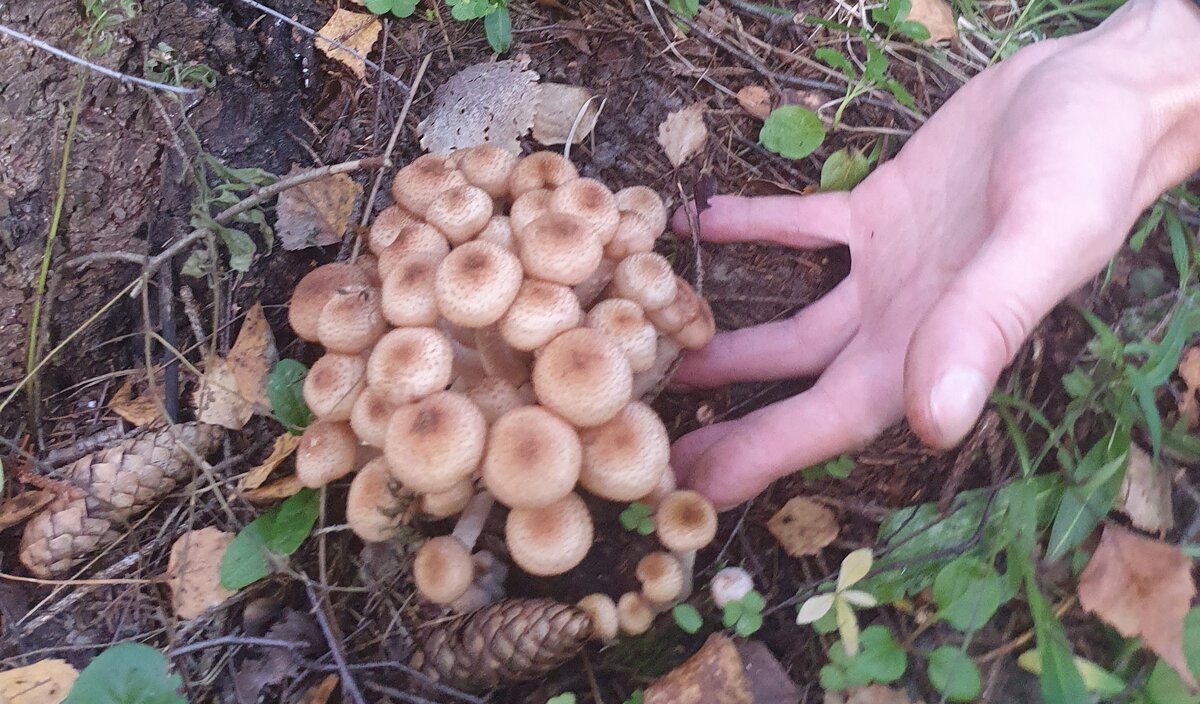 Стрекотуша. Волшебник дед секрет. В гостях у деда краеведа япония. Стрекотуша карусель. Дед башмак.