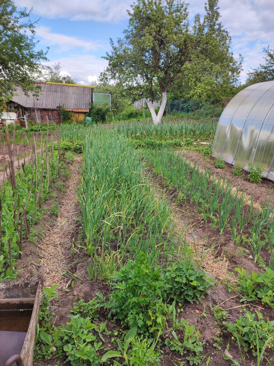 Восхищаюсь теми, у кого не пропадает ни один сантиметр земли!
