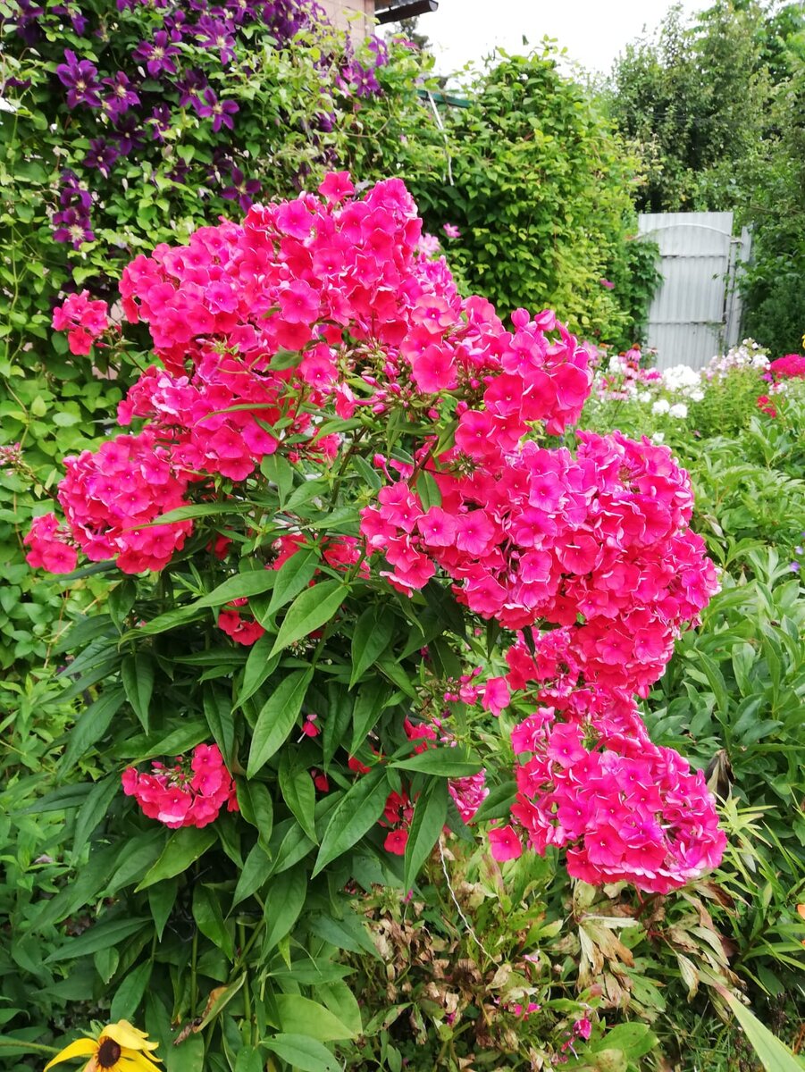 Смотришь на них и как будто солнце из-за туч выходит